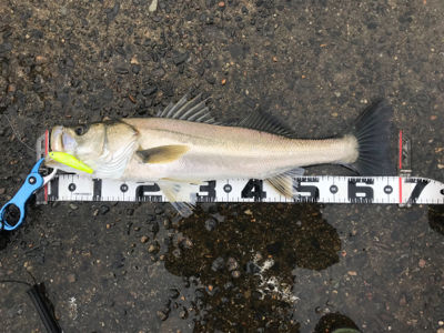 つ抜け超えの12本‼️