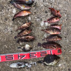 ガシラ釣れました。