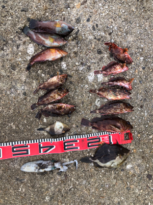 ガシラ釣れました｡