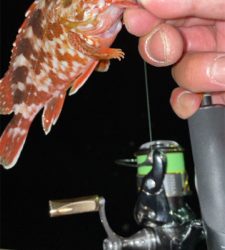 アジングナイト