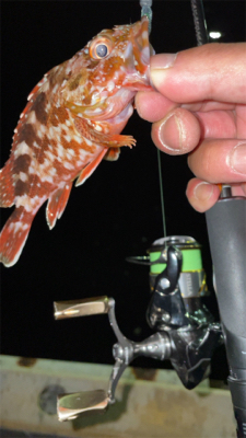 アジングナイト