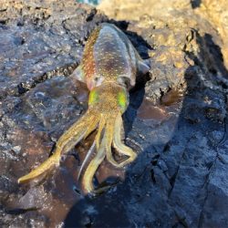 2021佐渡ヶ島エギング 5回目