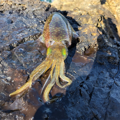 2021佐渡ヶ島エギング 5回目