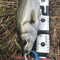 デイゲーム！障害物をタイトに攻めて2本