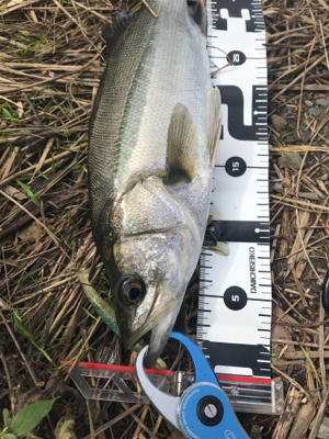 デイゲーム！障害物をタイトに攻めて2本