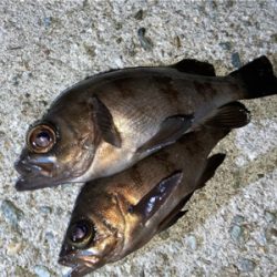 ライトゲームでアジ、メバル