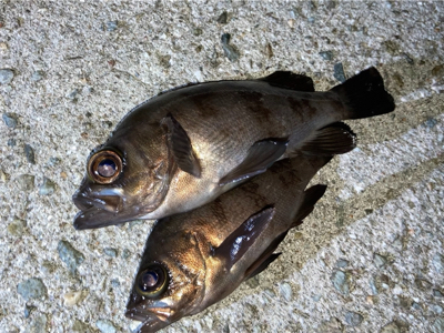 ライトゲームでアジ、メバル