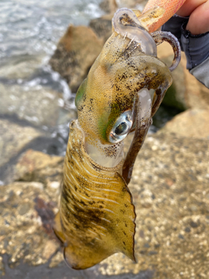 順調に成長してるｩ