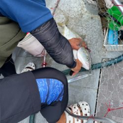 須磨沖明石沖ジギング