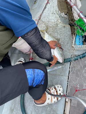 須磨沖明石沖ジギング