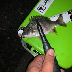 カモメ付近はタチウオ不在!