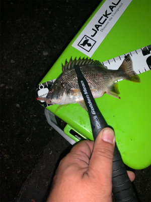 カモメ付近はタチウオ不在!