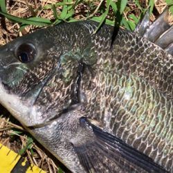 シーバスのつもりが