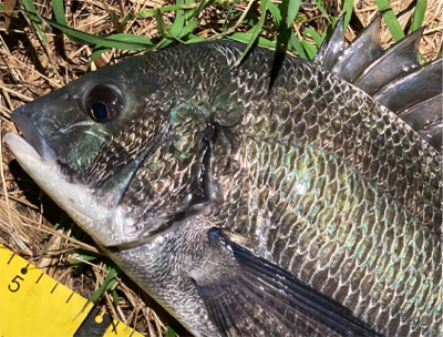 シーバスのつもりが