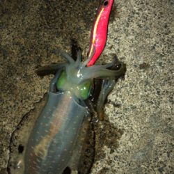 アオリイカシーズンイン