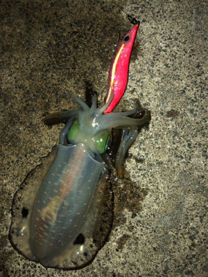 アオリイカシーズンイン