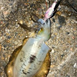 秋アオリGET (^^)