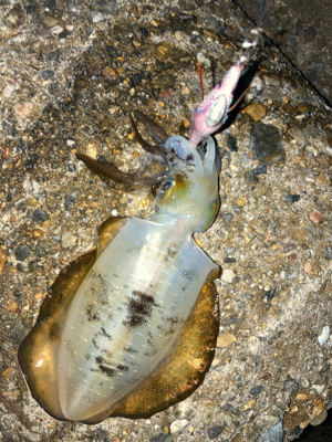 秋アオリGET (^^)