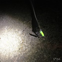 ライトタチウオ