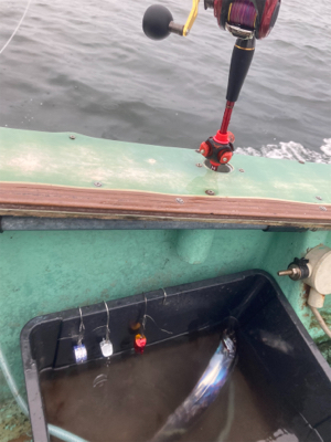 テンヤタチウオ