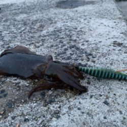 今季初エギング