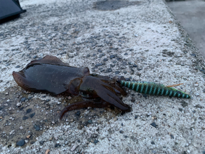 今季初エギング