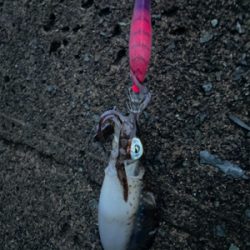 秋イカ坊主6回目卒業