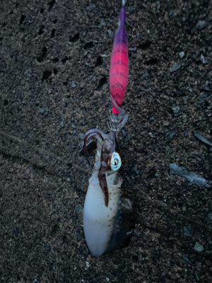 秋イカ坊主6回目卒業