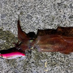 太刀魚調査からけんさきまで。