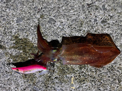 太刀魚調査からけんさきまで。