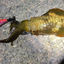 明石でエギング