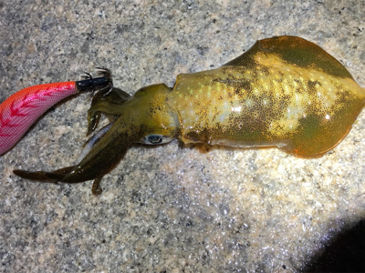 明石でエギング