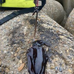 秋イカは数釣り＼(^o^)／