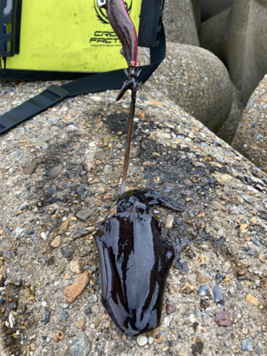 秋イカは数釣り＼(^o^)／