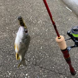 色々な魚がいっぱ〜い