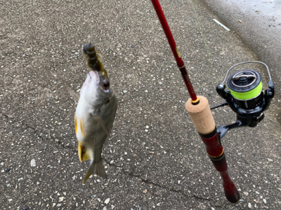 色々な魚がいっぱ〜い