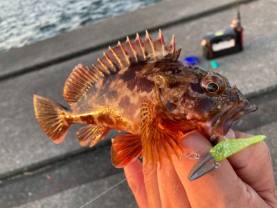 牙者退治のはずが