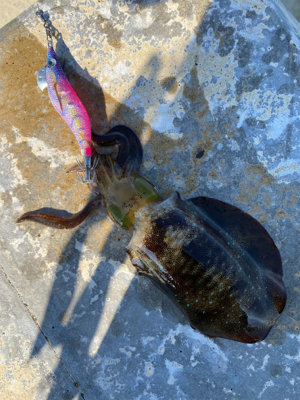 朝マズメのエギング