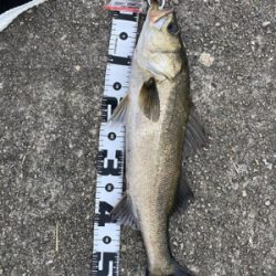 ケーソンでサヨリ！シーバス60cm