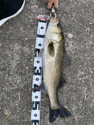 ケーソンでサヨリ！シーバス60cm