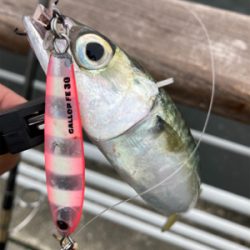 鯖は鳴りを潜め青物遠く。太刀魚ツヌケ。。