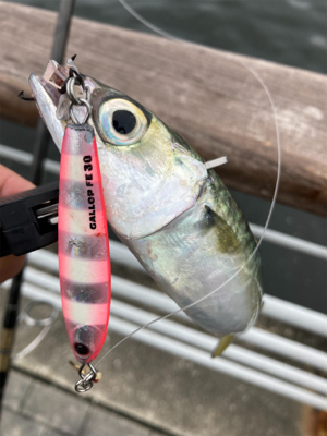 鯖は鳴りを潜め青物遠く。太刀魚ツヌケ。。