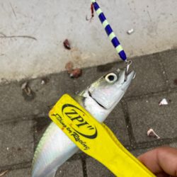 ⭐︎太刀魚開幕