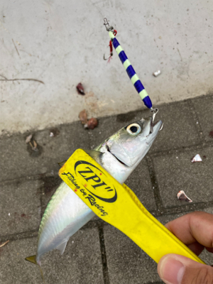 ⭐︎太刀魚開幕