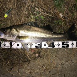 つ抜けに届かず…