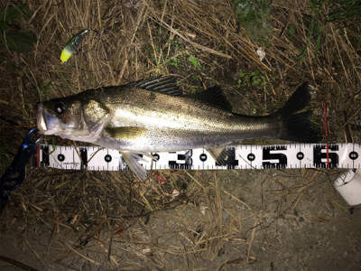 つ抜けに届かず…