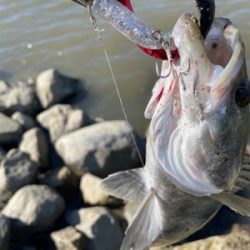 今年の夏初めての真昼間釣行