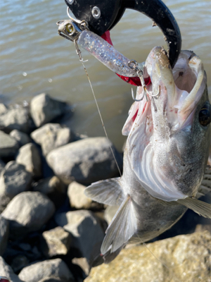 今年の夏初めての真昼間釣行