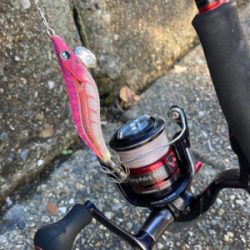 台風通過後のエギング(^.^)