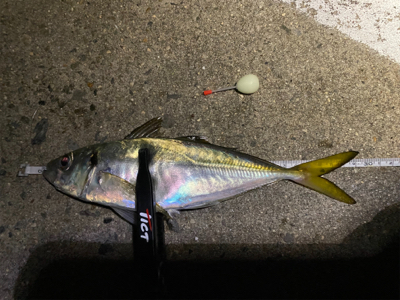 ワールドシャウラで釣れる魚を釣る。